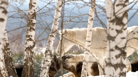 Horses in the winter forest Stock Footage 88445258