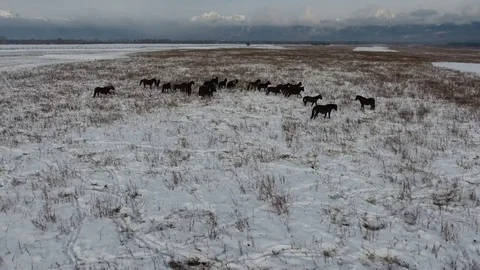 Horses in winter landscape Stock Footage 76848611