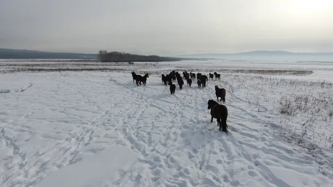 Horses in winter landscape Stock Footage 76849572