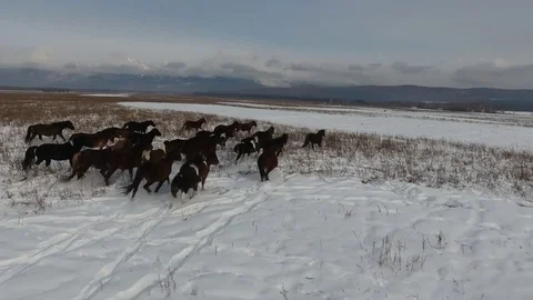 Horses in winter landscape Stock Footage