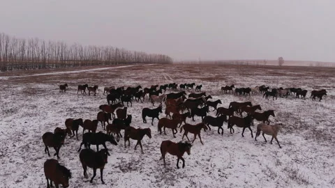 Horses in the winter landscape. Stock-Footage 107945476