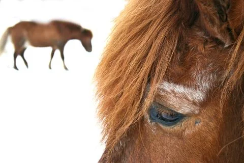 Horses in winter Stock Photos