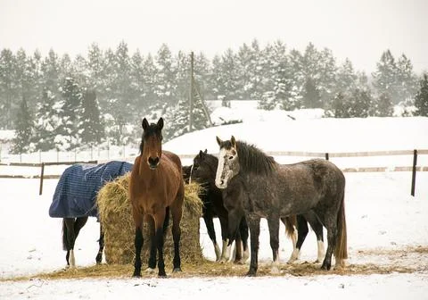 Horses in winter 写真素材