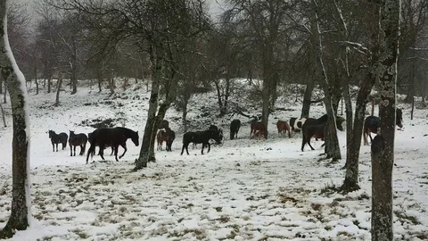 Horses in winter time Stock Footage 69827569