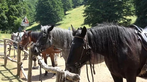 Horses without move on the farm in the Terminillo mountains, Italy. Stock Footage 122739674