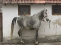 Horses in the yard 4k or 4k+ Resolution