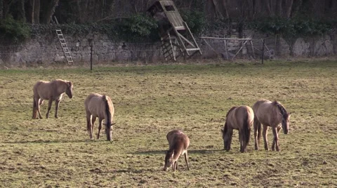 The horses a zoo in Germany Stock Footage 47837814