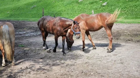 Horses zoom Stock Footage 247450726