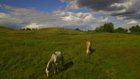 Horses#1 스톡 동영상 202025073