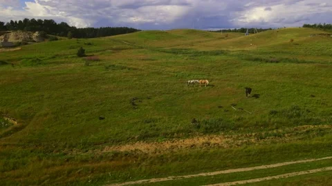 Horses#11 스톡 동영상 202023958