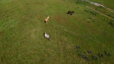 Horses#12 스톡 동영상 202023951