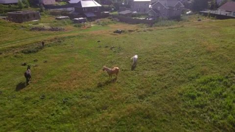 Horses#13 스톡 동영상 202023822