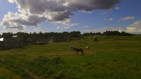 Horses#2 스톡 동영상 202023232