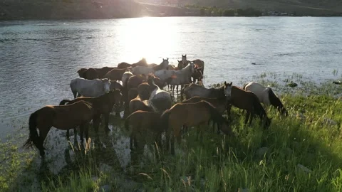 Horses2 Video stock 246873719