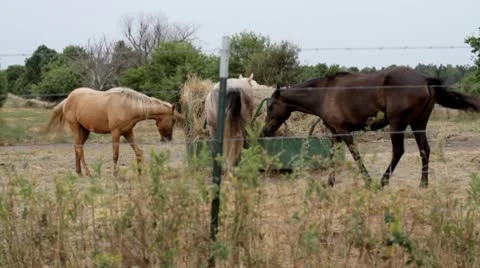 Horses2.mp4 Stock Footage 8850090
