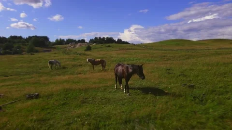 Horses#3 스톡 동영상 202023207
