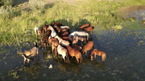 Horses3 Video stock 246875248