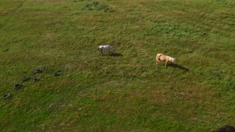 Horses#4 스톡 동영상 202023799