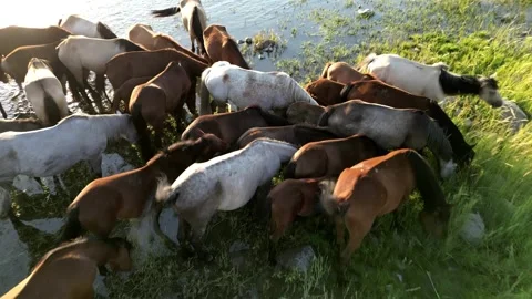 Horses4 Video stock 246873977