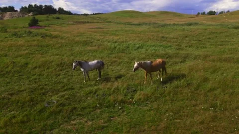 Horses#5 스톡 동영상 202025065