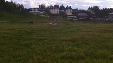 Horses#6 스톡 동영상 202024887