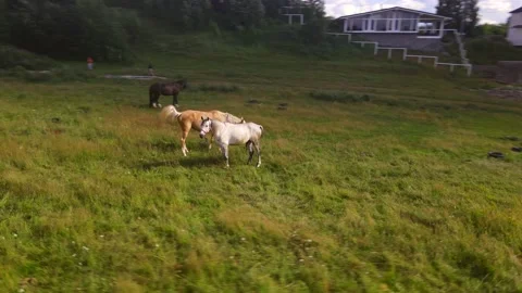 Horses#7 스톡 동영상 202024832