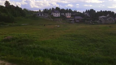 Horses#8 스톡 동영상 202024780