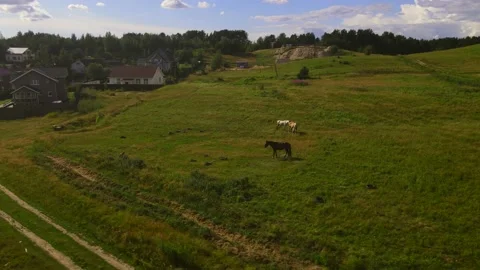 Horses#9 스톡 동영상 202024256