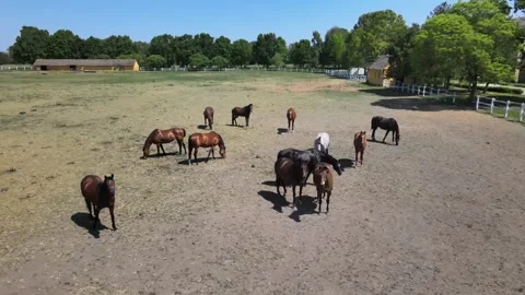 Horsese slow movement Stock Footage 300866536