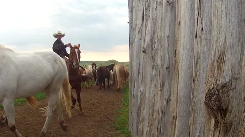 Horsesherding Video stock 68300751