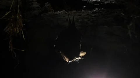 Horseshoe bat during taking off hanging in underground just after hibernation Stock Footage 317186353
