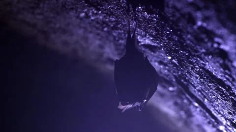 Horseshoe bat during taking off hanging in underground just after hibernation Stock Footage 317186466