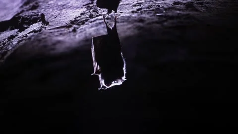 Horseshoe bat during taking off hanging in underground just after hibernation Stock Footage 317192568