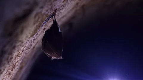 Horseshoe bat during taking off hanging in underground just after hibernation Stock Footage 317193796