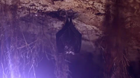 Horseshoe bat during taking off hanging in underground just after hibernation Stock Footage 317393592