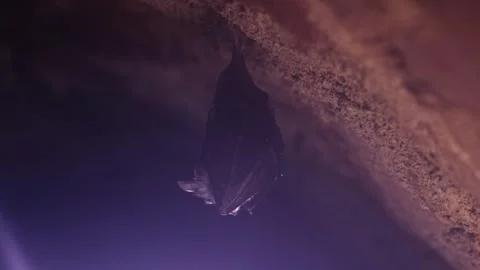 Horseshoe bat during taking off hanging in underground just after hibernation Stock Footage 317412799