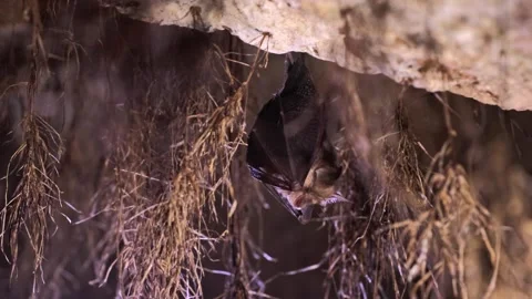 Horseshoe bat during taking off hanging in underground just after hibernation Stock Footage 317433749
