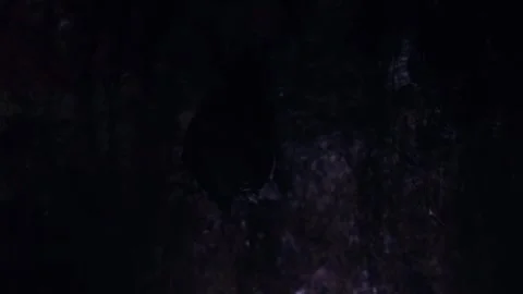 Horseshoe bat during taking off hanging in underground just after hibernation Stock Footage 317437471