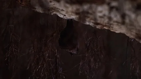 Horseshoe bat during taking off hanging down in underground after hibernation Stock Footage 318214872