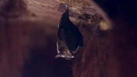 Horseshoe bat during taking off from underground ceiling just after hibernation Stock Footage 316816469