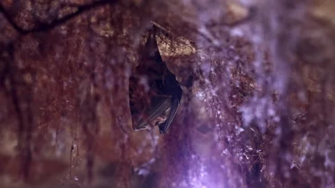 Horseshoe bat during taking off from underground ceiling just after hibernation Stock Footage 316822755