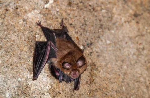 Horseshoe bat, Murcielago de herradura with a baby Stock Photos