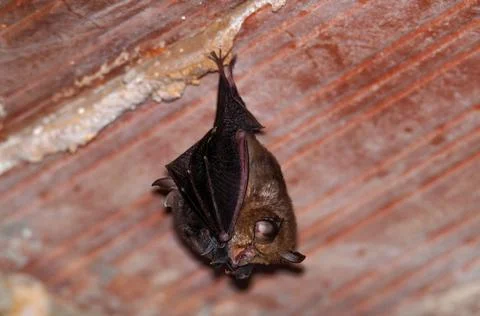Horseshoe bat, Murcielago de herradura with a baby Stock Photos