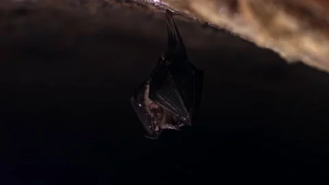 Horseshoe bat staring down from top of cold natural cave preparing to hibernate Stock Footage 317188282