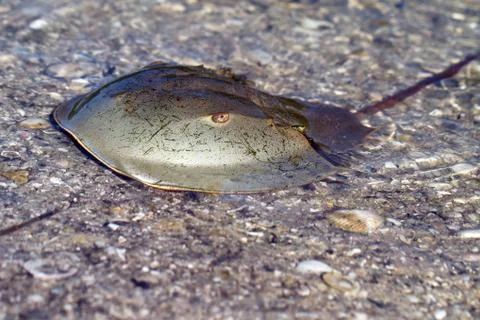 Horseshoe Crab, an arthropod and living fossil, in Florida Stock Photos