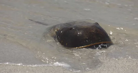 Horseshoe Crab on beach Stock-Footage 94333192