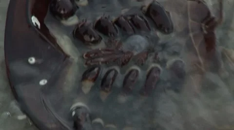 Horseshoe crab belly 스톡 동영상 7754192