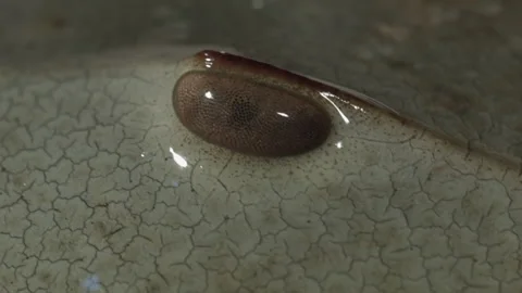 Horseshoe Crab Eye Stock Footage 255237624