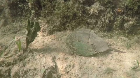 Horseshoe Crab Florida Keys Stock Footage 45839425