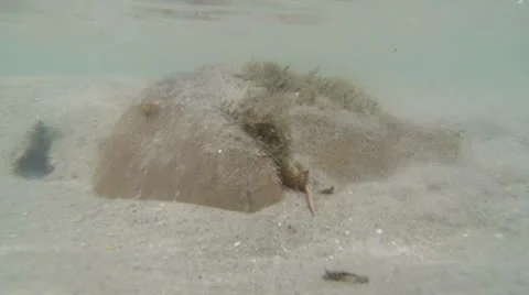 Horseshoe crab Stock Footage 24175371